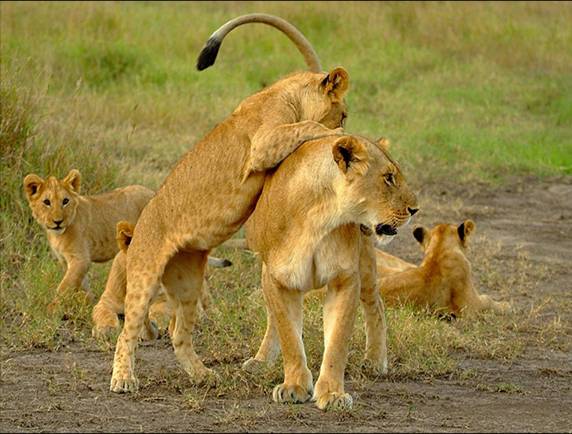 Africa Nature Animals (13)